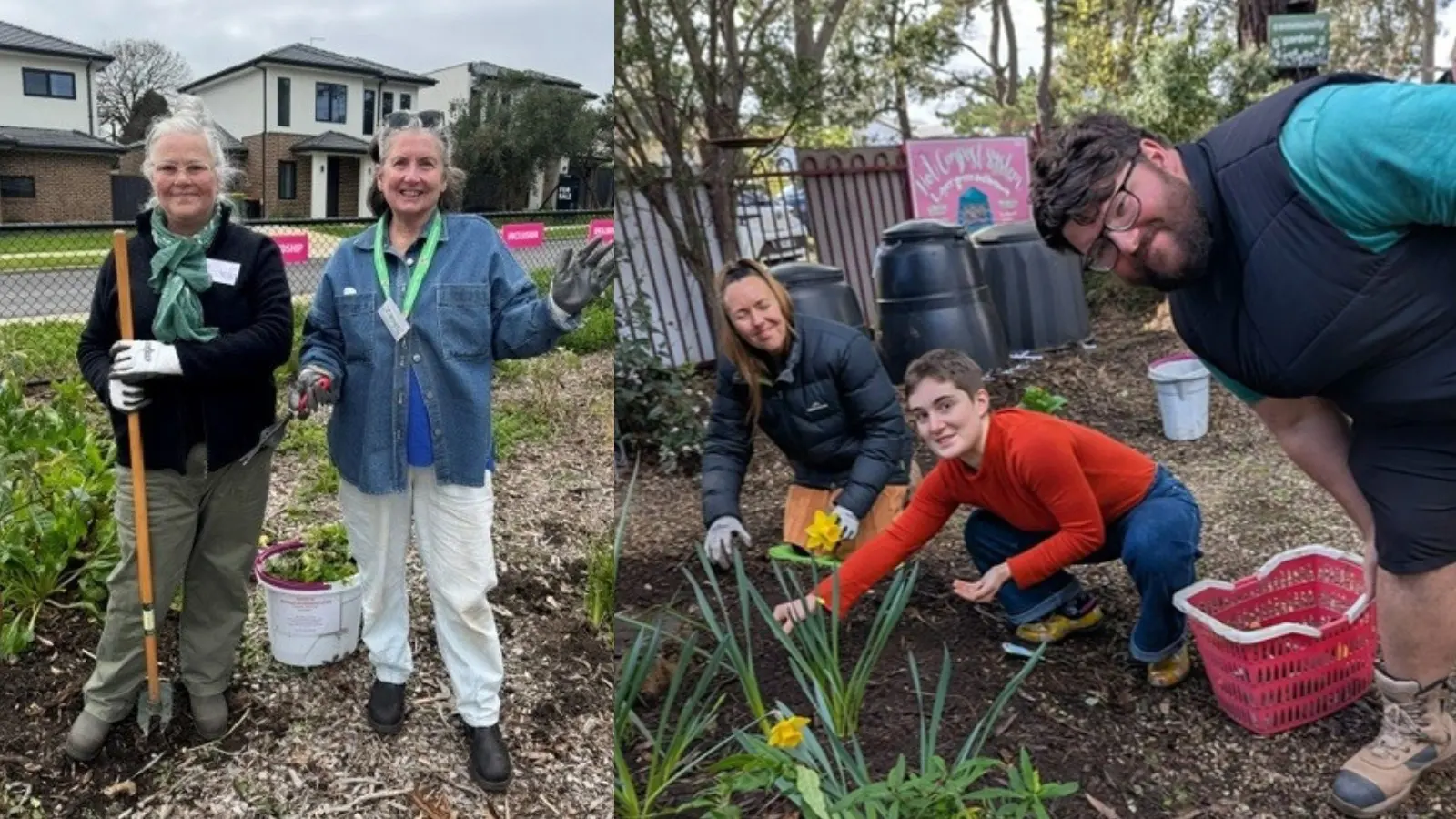 Two photographs side by side: two volunteers standing on bare soil with a spade and a bucket, and three people kneeling to plant daffodils in a garden bed