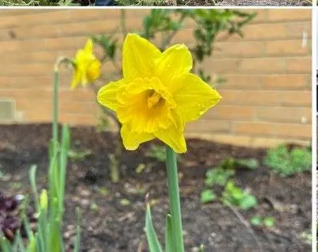 A daffodil in full flower in a garden bed against the brick wall