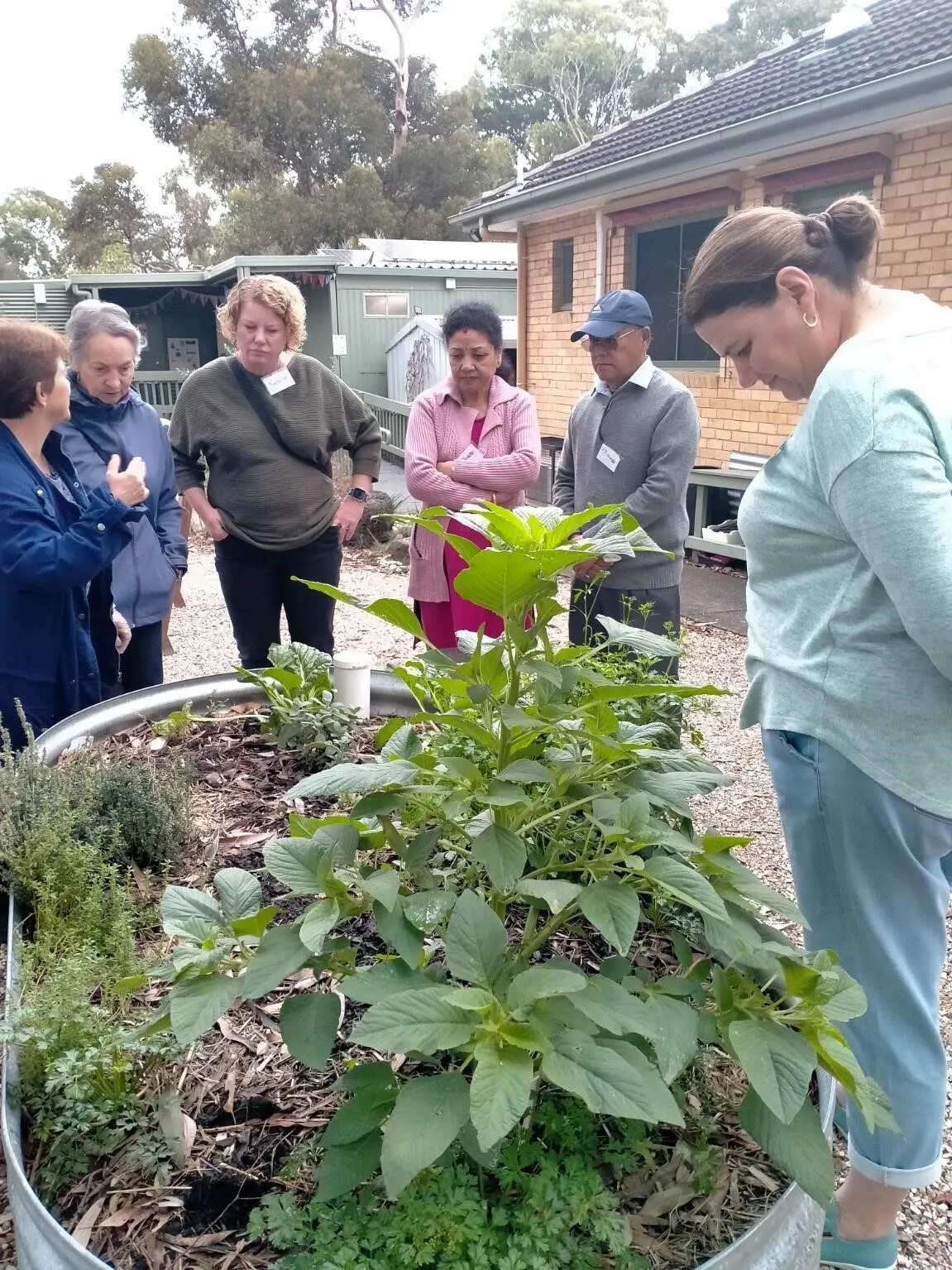 Several people standing around a raised planter looking at a large leafy plant
