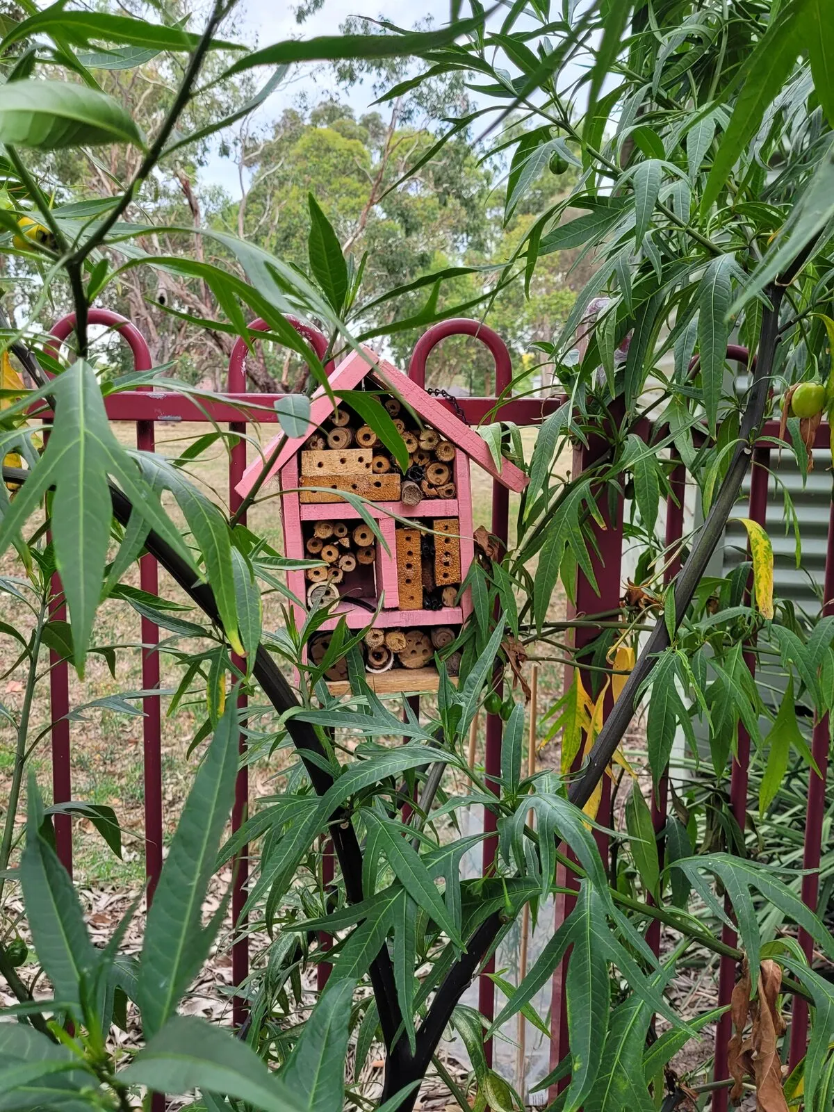 An insect hotel made of timber and hollow stems, hanging among eucalypt leaves
