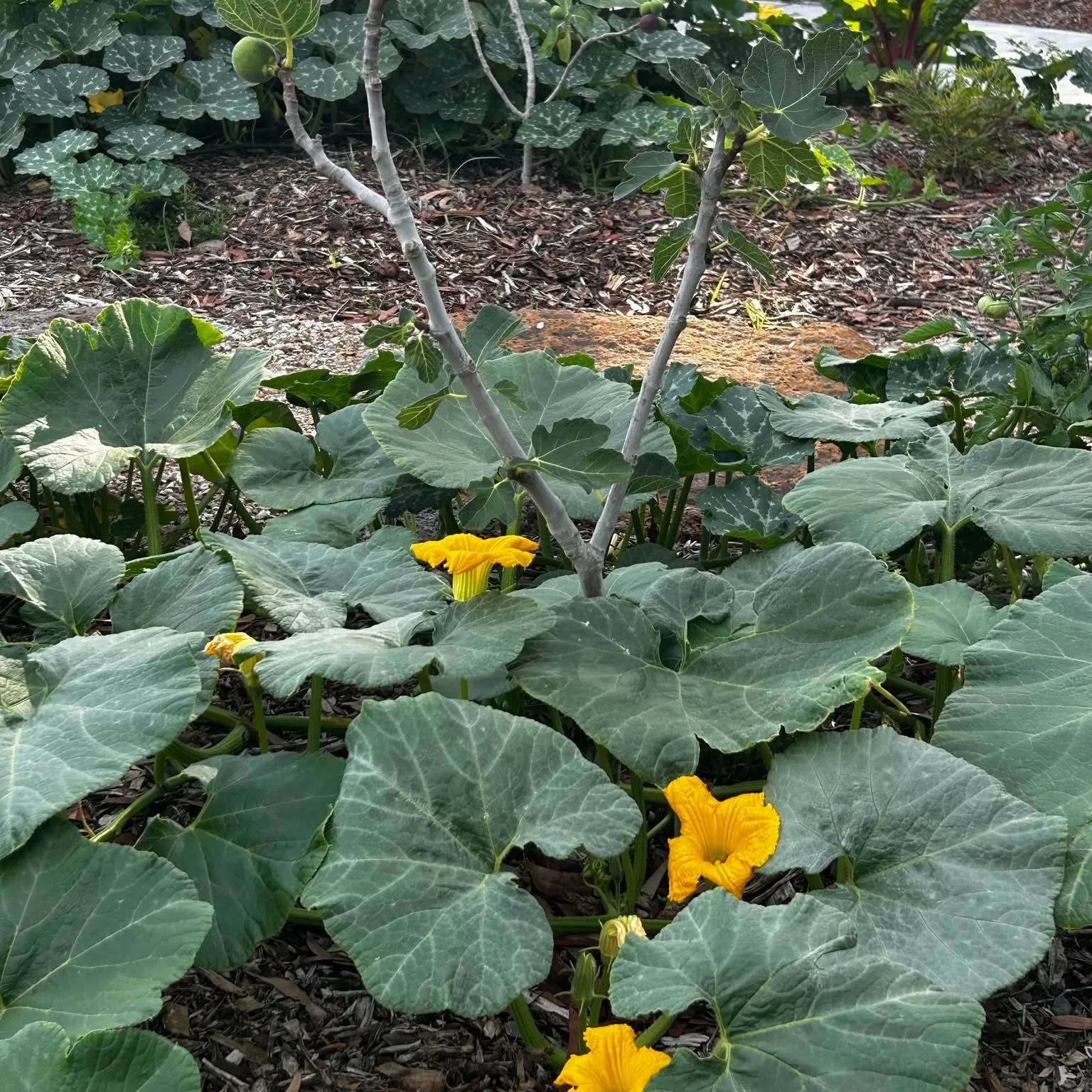 A pumpkin vine spreading across a mulched bed, with bright yellow flowers open among the leaves