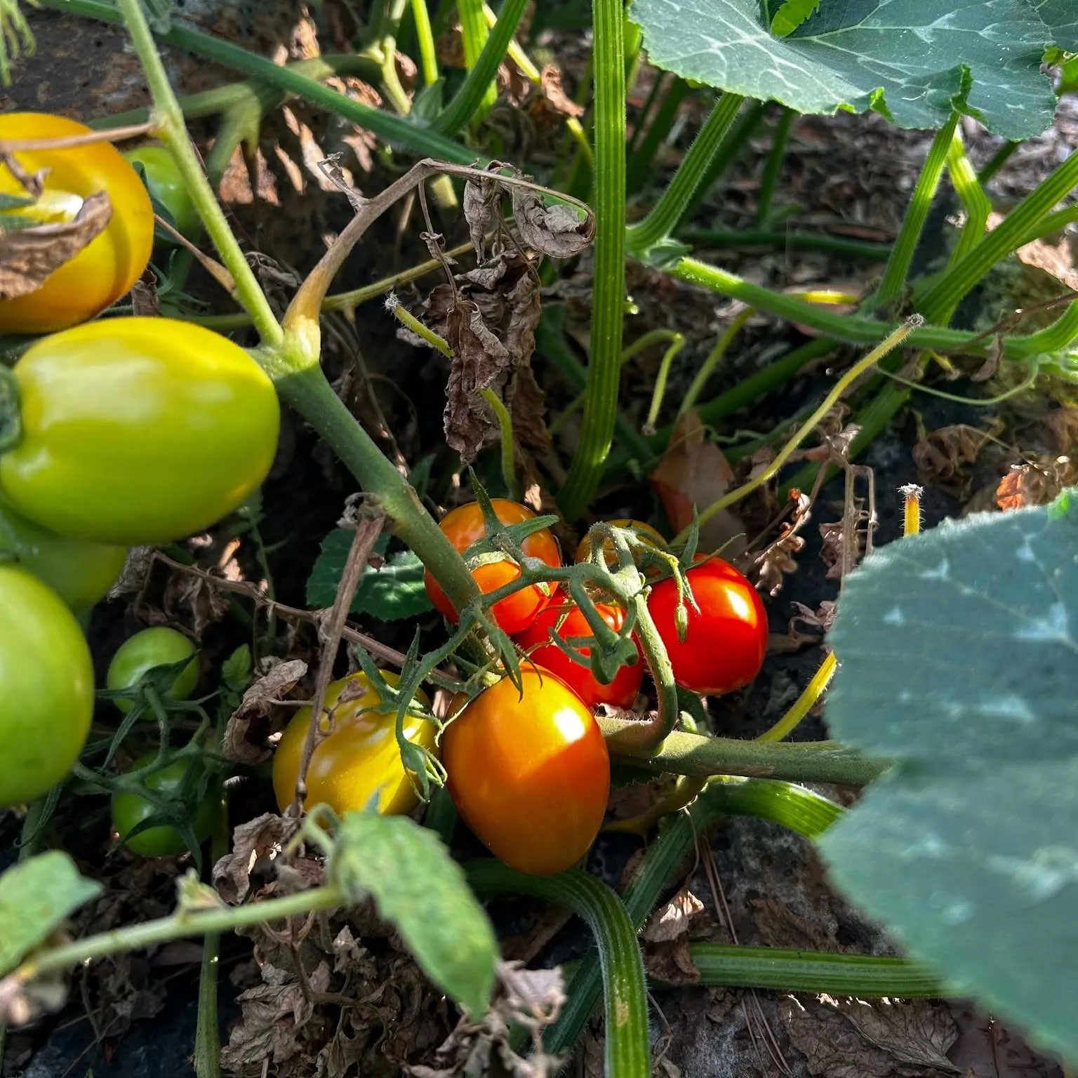 Cherry tomatoes ripening on the vine, red, orange and green together